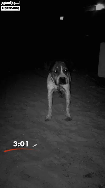 كلب بيت بول للبيع او اتبديل 4
