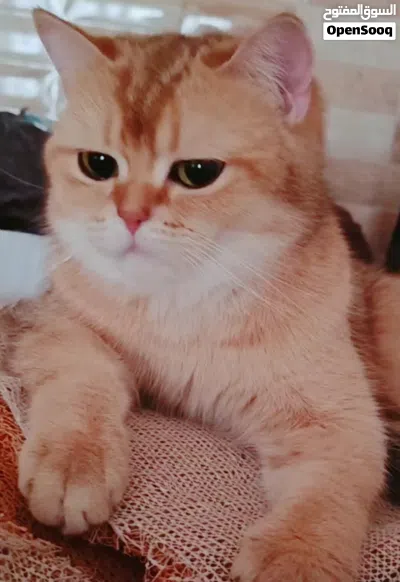 انثى سكوتش ستريت جولدن ny11 3