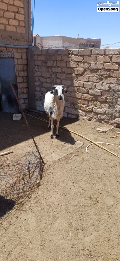 خروف يوناني عمر 8 شهور 4