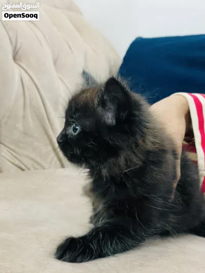 Scottish Persian kittens 2 months for sale 4