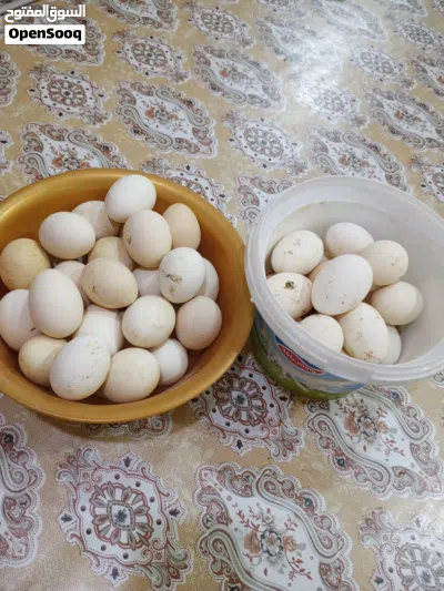 بيض دجاج كويتي 2