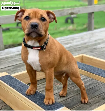 Staffordshire Bull Terrier Puppy for sale 4