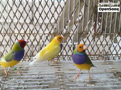 جولديان فنش Gouldian finches 3
