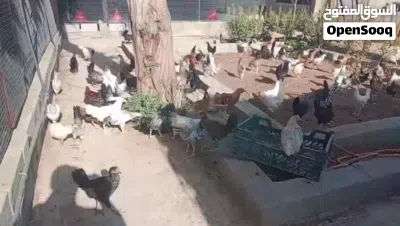 دجاج عماني وفرنسي 2