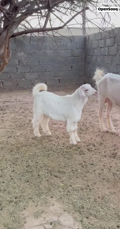 صخل من حلال الجواميد 4