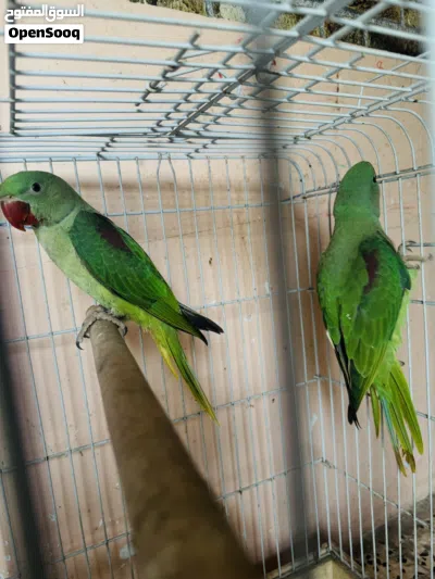 Alexandrine parrots 2