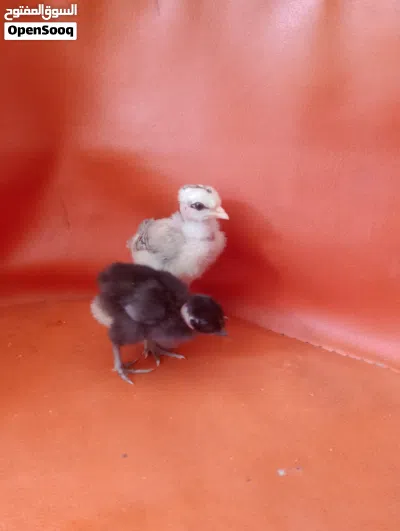 افراخ عرب وبو ركيبه 3