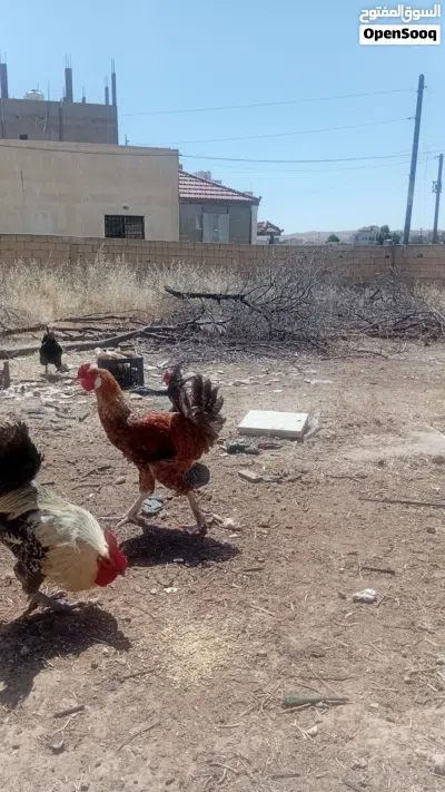 ما شاء الله جاجة(البيضة) وديكين بناديق براهمة فراخ السنة طوال كثير وجهمات تبارك الرحمن 3