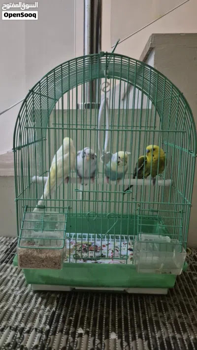 tow pairs of parrots 2