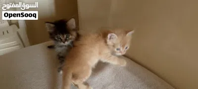 cute baby cat's kittens 4