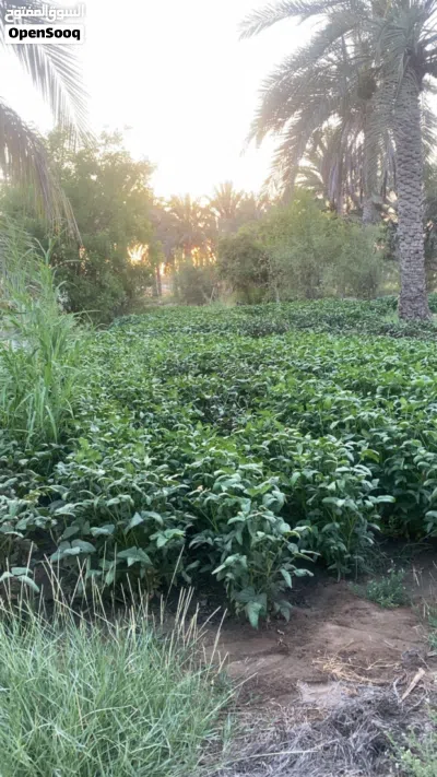 تتوفر لدينا لوبيا عمانيه مقطاع شهري 3