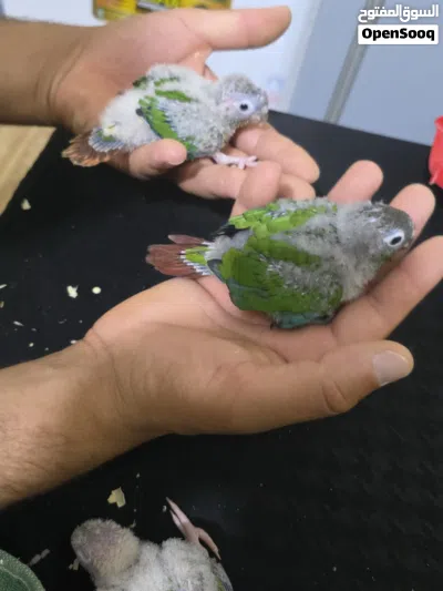 افراخ كنيور زق 2