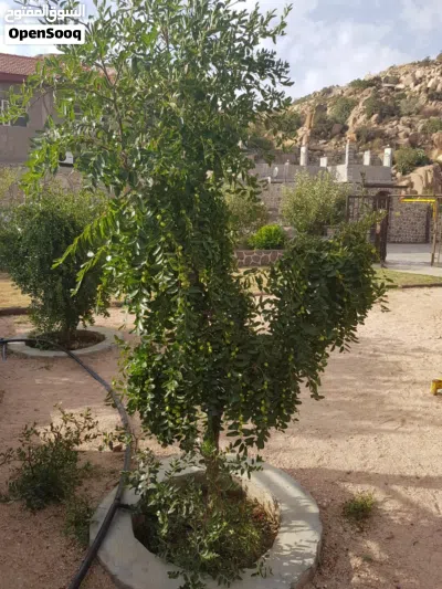 اشجار مثمره 2