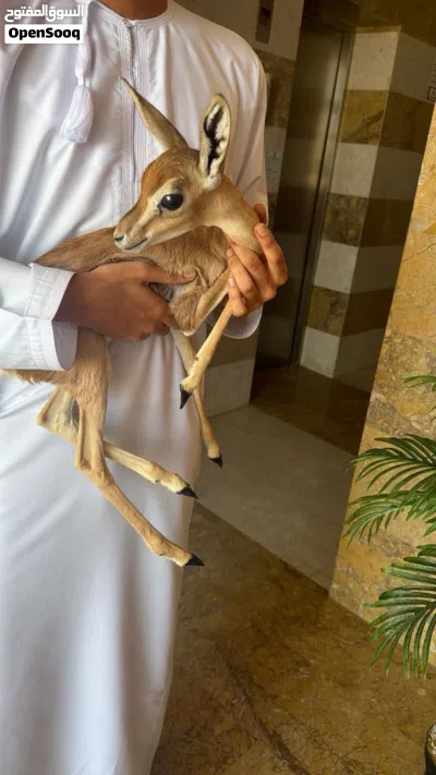 عنز اليفه موقع جعلان 3