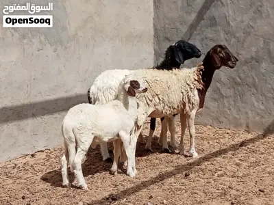السلام عليكم زوز بركوسات والدات تحتهم خروف خروف ضنوتهم ربي ايبارك وحده مش امبدله او وحده كيف بدلت 2