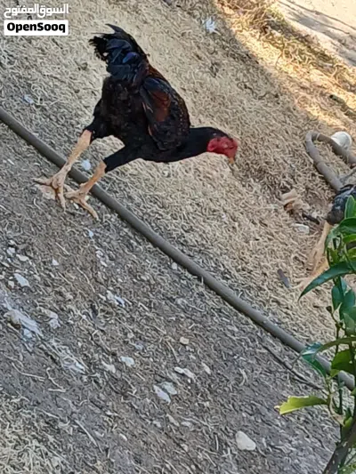 دجاج للبيع 3