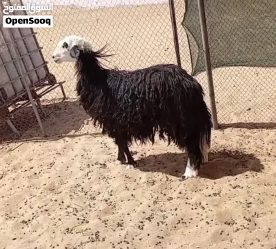 جعد مهجنات نجدي الاحجام الكبيرة 3