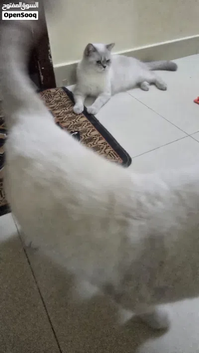 Scottish pair very nice friendly and kids-loving cats 2