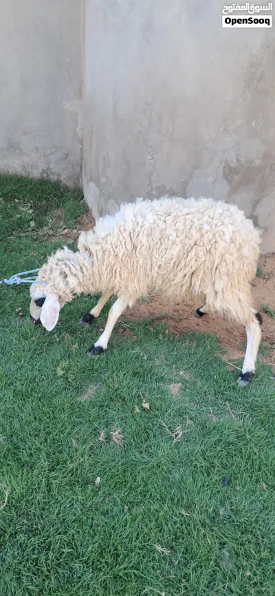 فطيمه البيع الله يبارك عمره في 7وا6 ساوم 3
