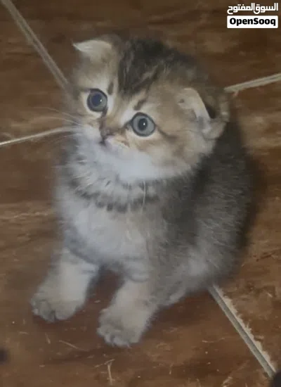 سكوتش فولد و سكوتش ستريت 3