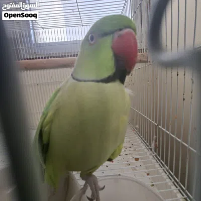 male parrot 3