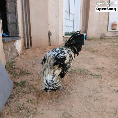 undefined 3