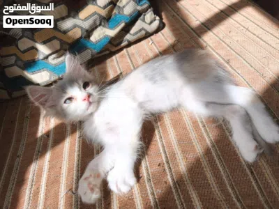 قطط جميلة جدًا بسعر مميز جدا 4