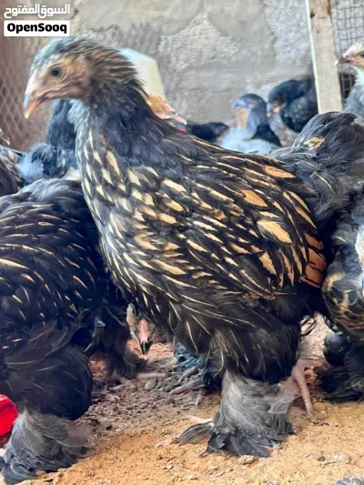 براهما سبرايت احمر درجة اولة 4