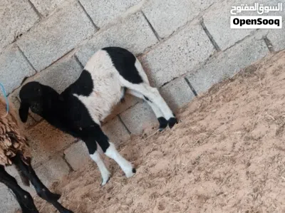 نعجه والده خروف نعجه ضنوتها اللهم بارك نعجه مرعي بس الي بيكسب خيرته فاها فيديو عالواتس اب 4