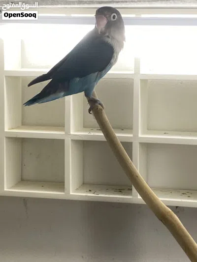 4 rose 1 fisher parrot 3