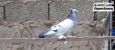 2ذكورا تاكلا 4