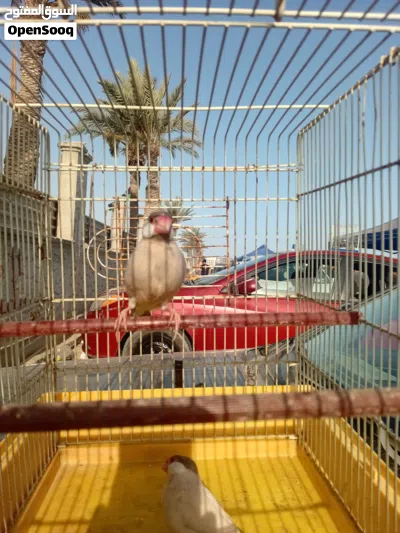 زيبرا للبيع 3