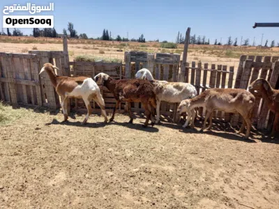 نعاجه للبيع صغار في سن تهري 2