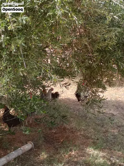 دجاج للبيع 2