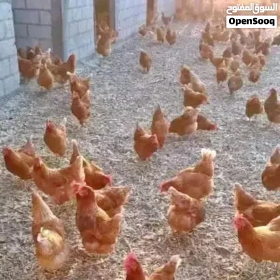 جاج براون الاحمر 2