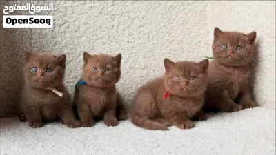 Adorable purebred kittens 2
