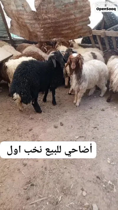 undefined 2