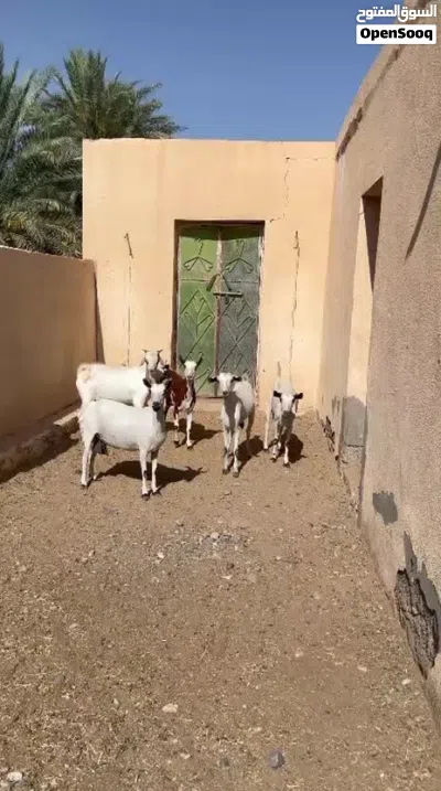 للبيع اغنام شوف الوصف مهم 3