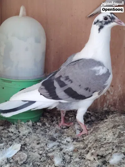 زواجل مخاايف ولوت وتك فحل ستلايت 2
