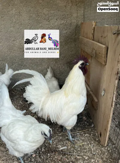 لعشاق التميز والسلالات النادره متاح لمبرجيني ابيض وذهبي سلاله مستورده صافيه استيراد الماني لأول مره 2