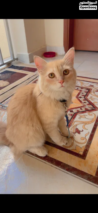 Persian Cat - Urgent Sale ( Travelling to India ) 3