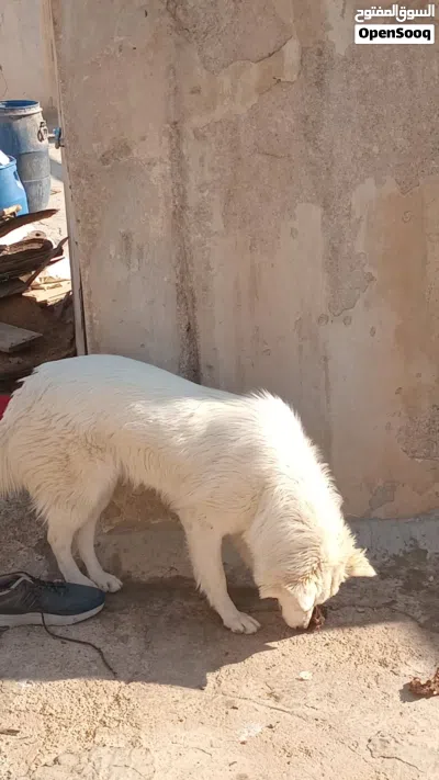 كلب هاسكي للبيع 2