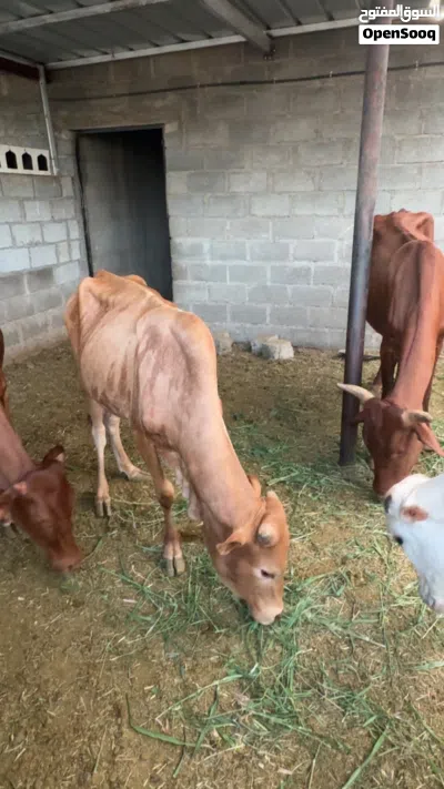 للبيع أبقار 2