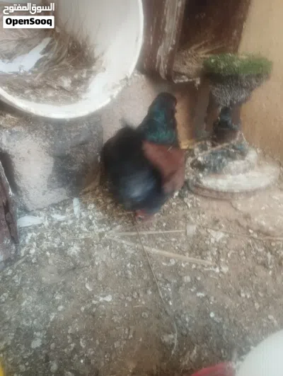 كوبيه كينقي بودينه 3