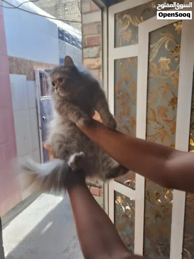 بزونه هيه وبتها مكام المشتل 2