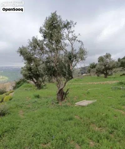 أرض للبيع في ماحص 2