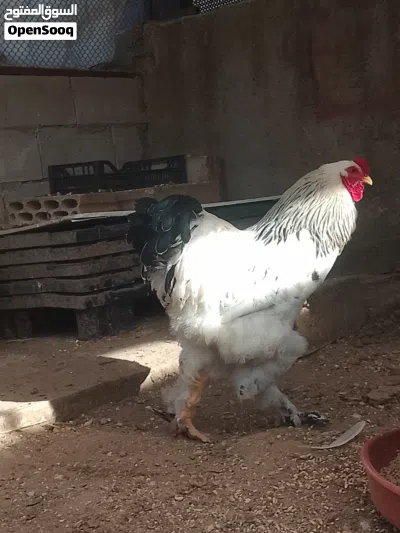 ديك براهما كولومبي 2