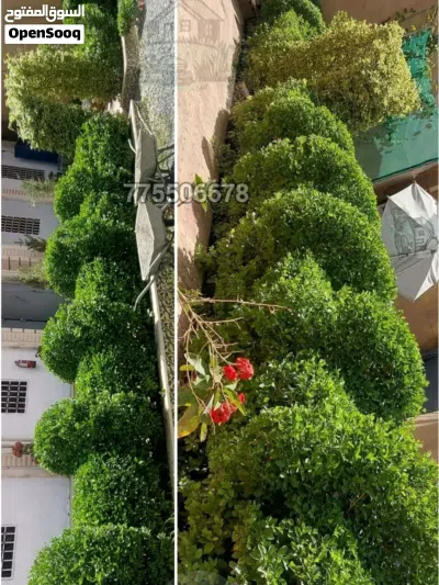 قص وتقليم وتشكيل الاشجار 2