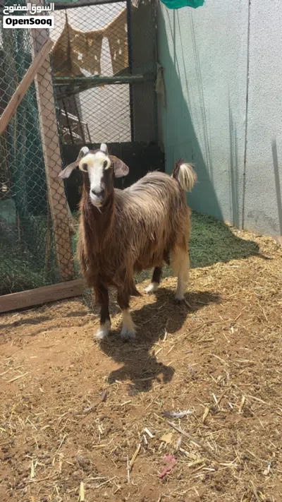 عنز سعيديه 2