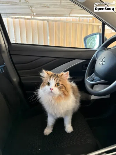 Male shirazi cat for Adoption 2